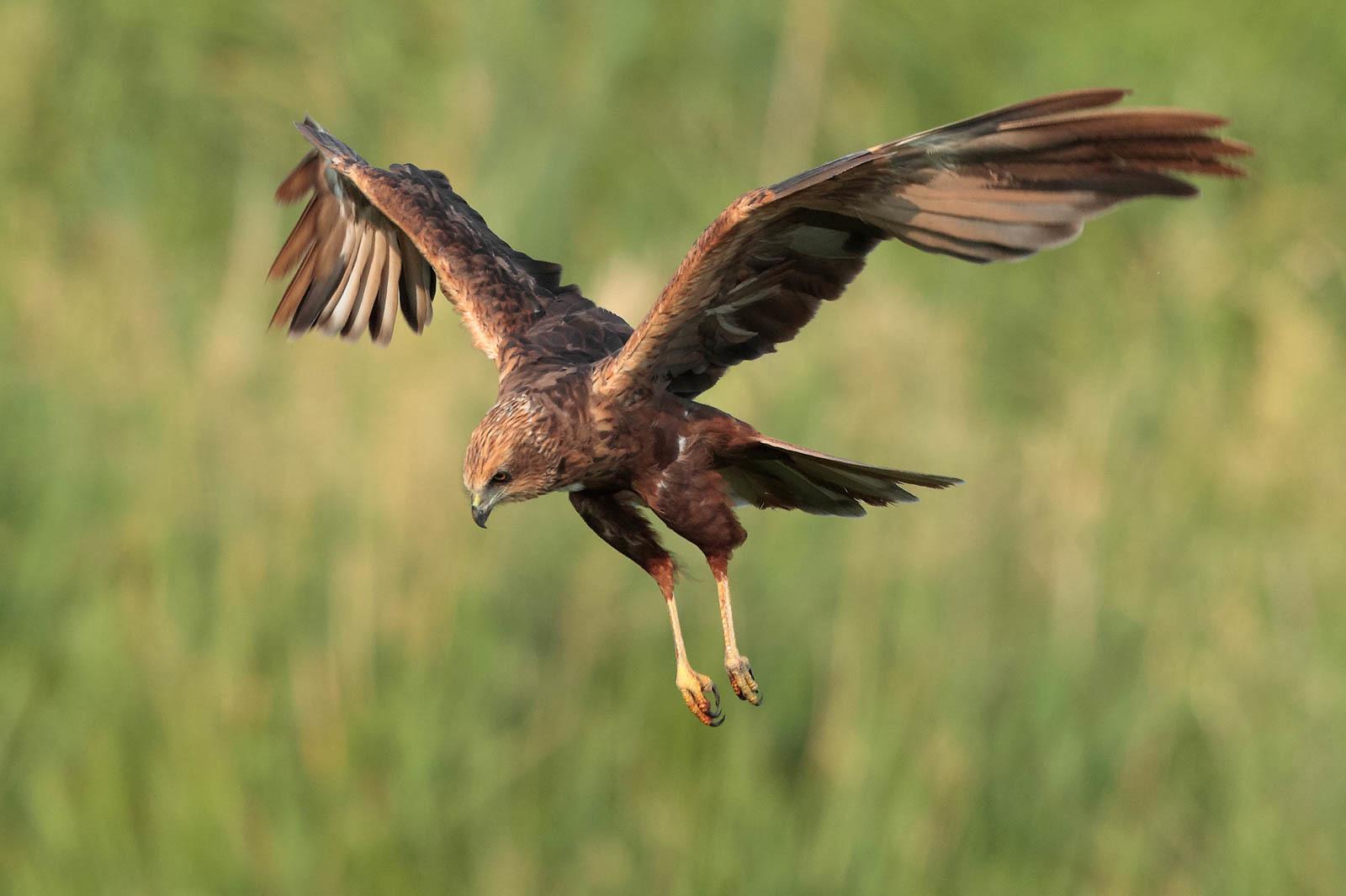 Aguilucho lagunero occidental