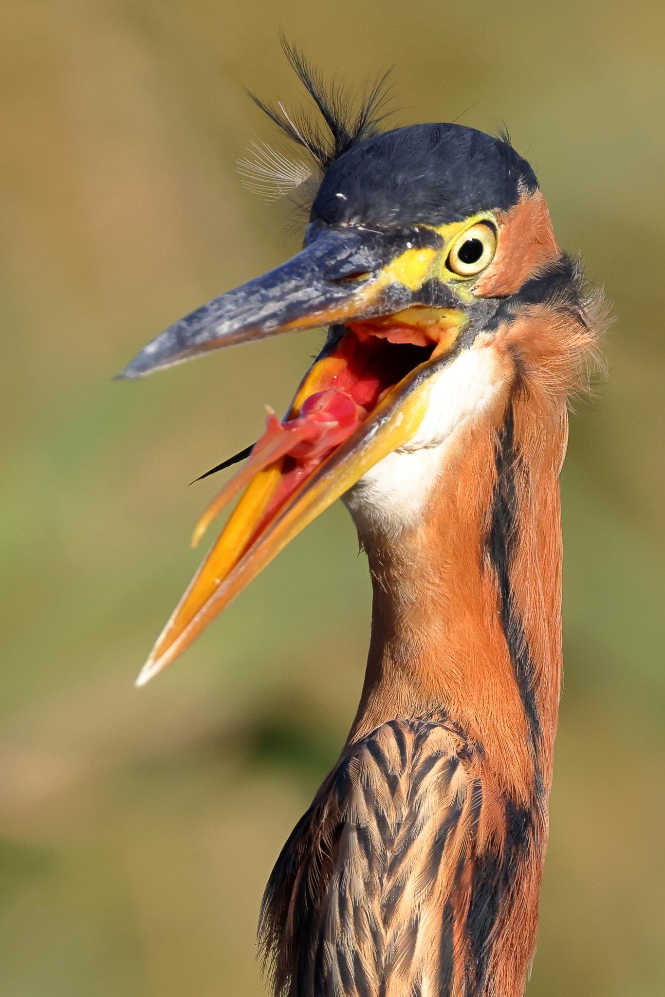 Grandes garzas