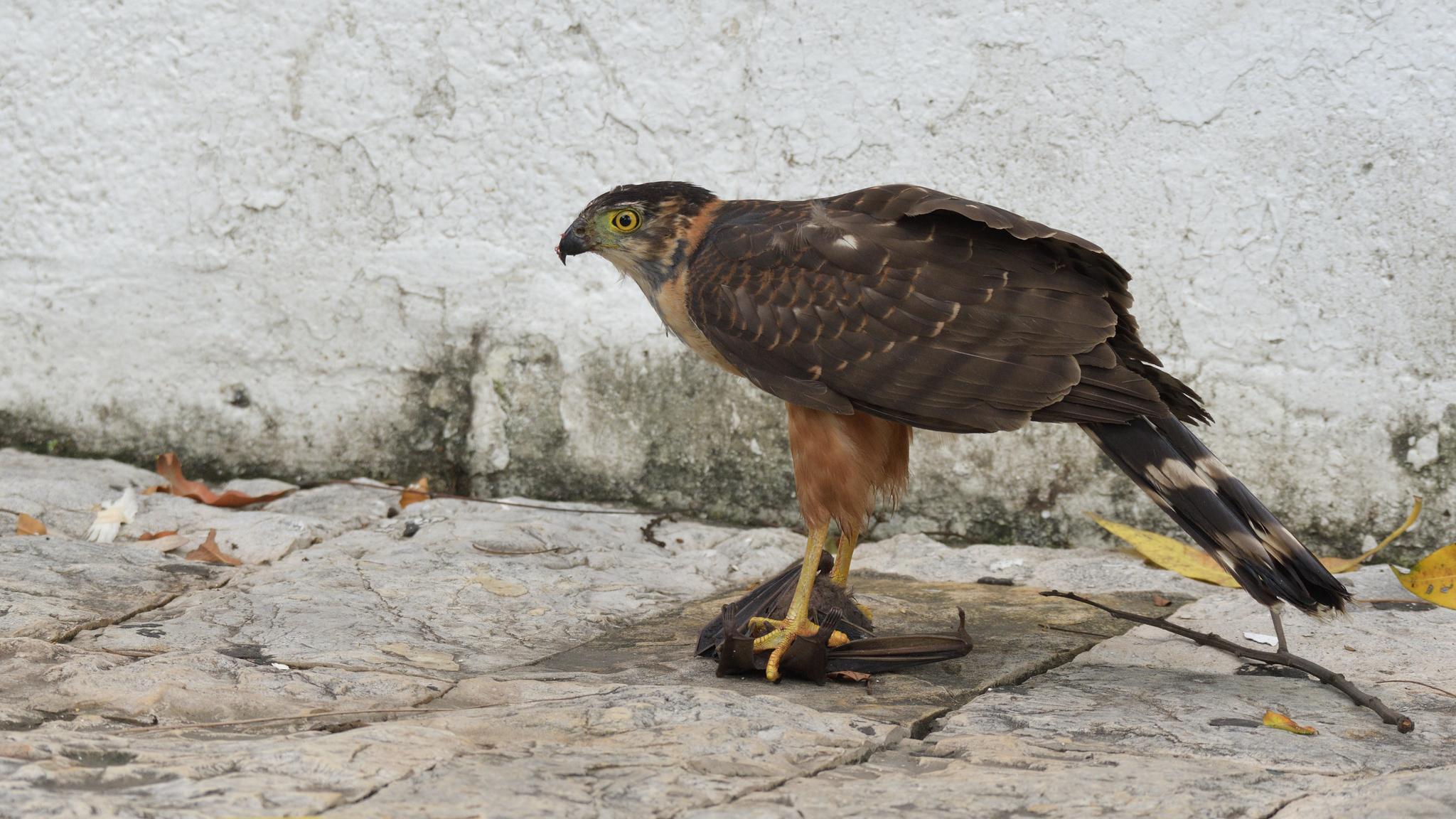 Azor Bicolor
