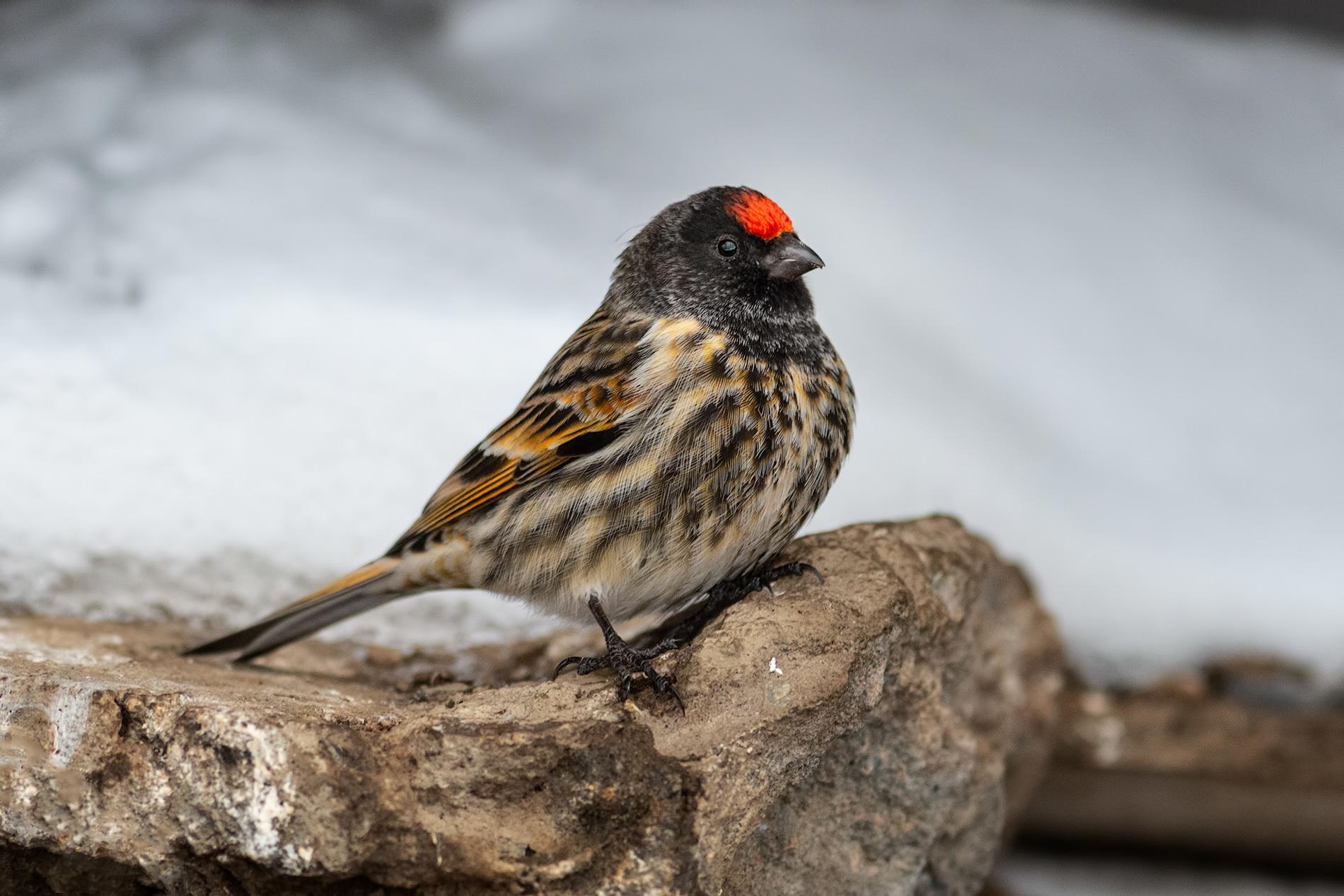 Fire-fronted Serin