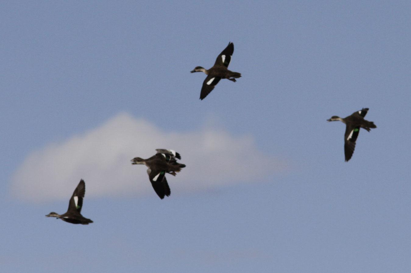 Grey Teal