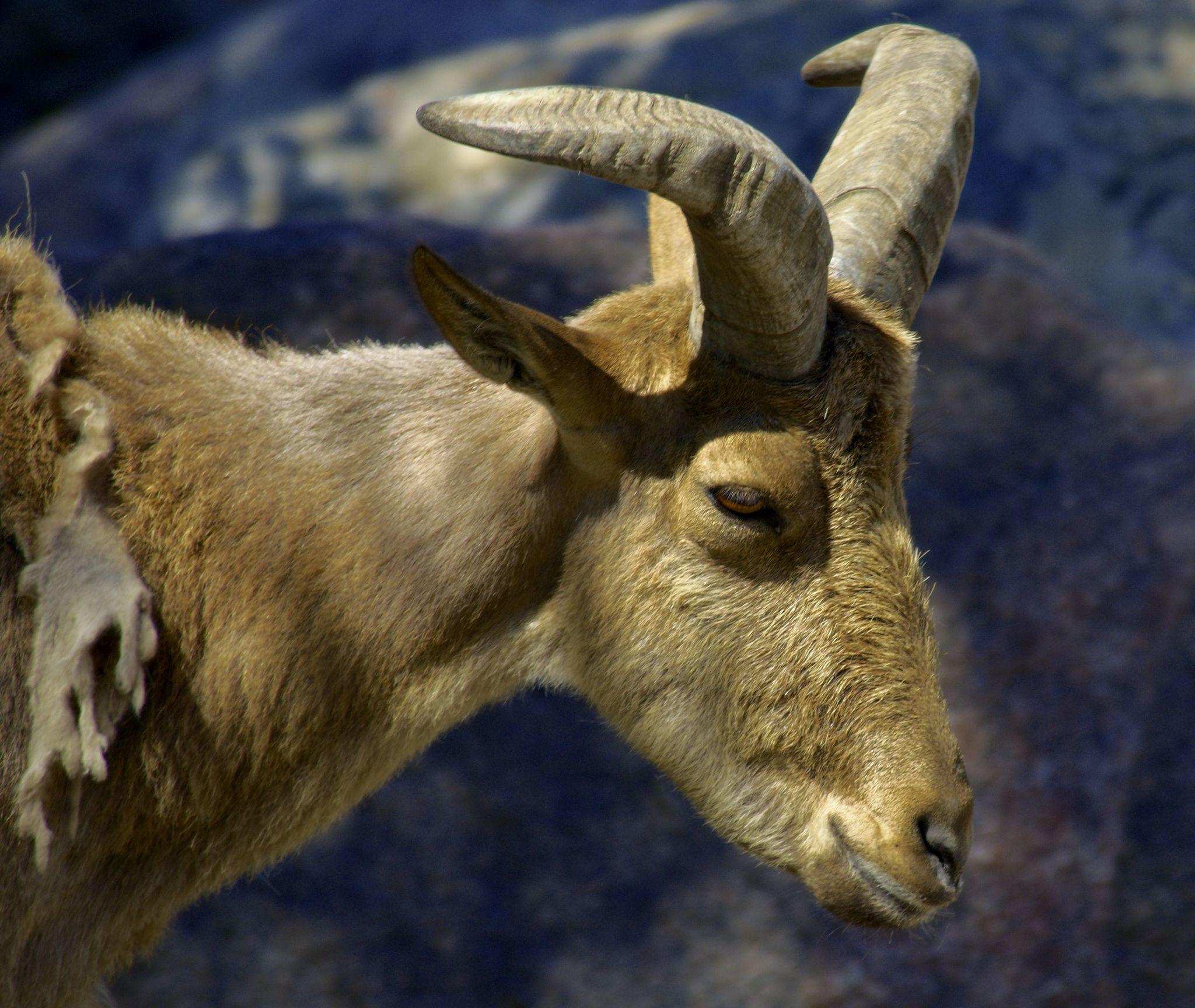 Cabras y Ovejas