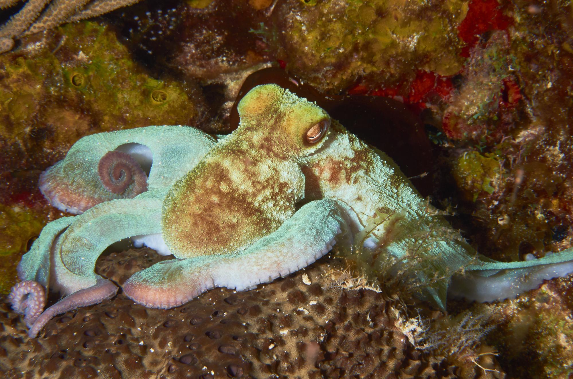 Pulpo del arrecife caribeño