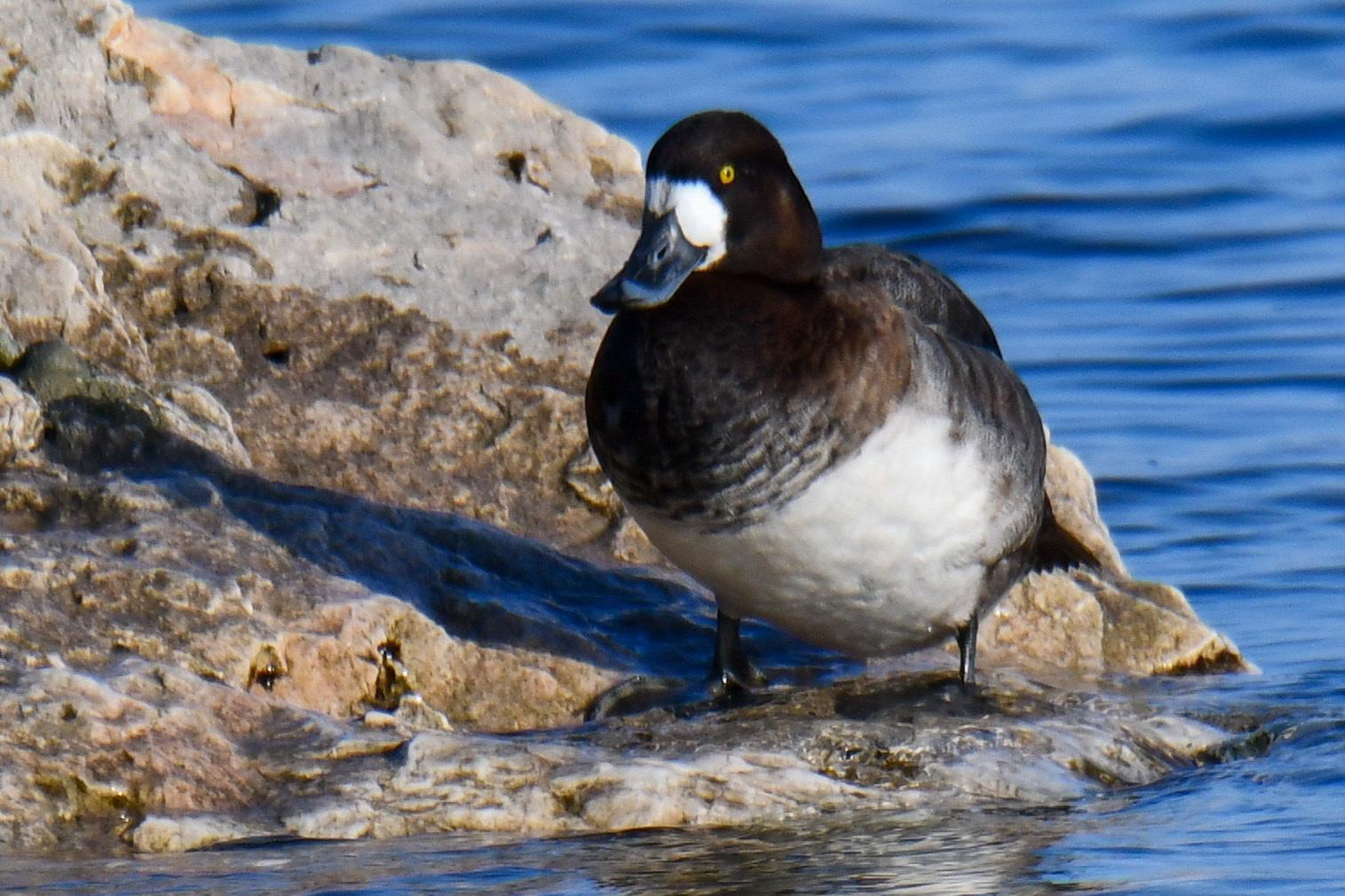 Pato Boludo Mayor