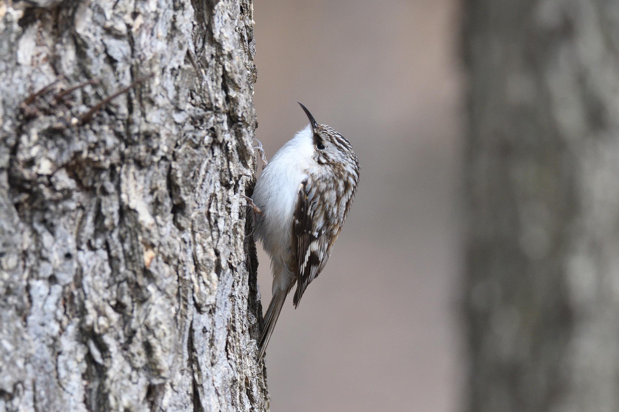 Brown Creeper