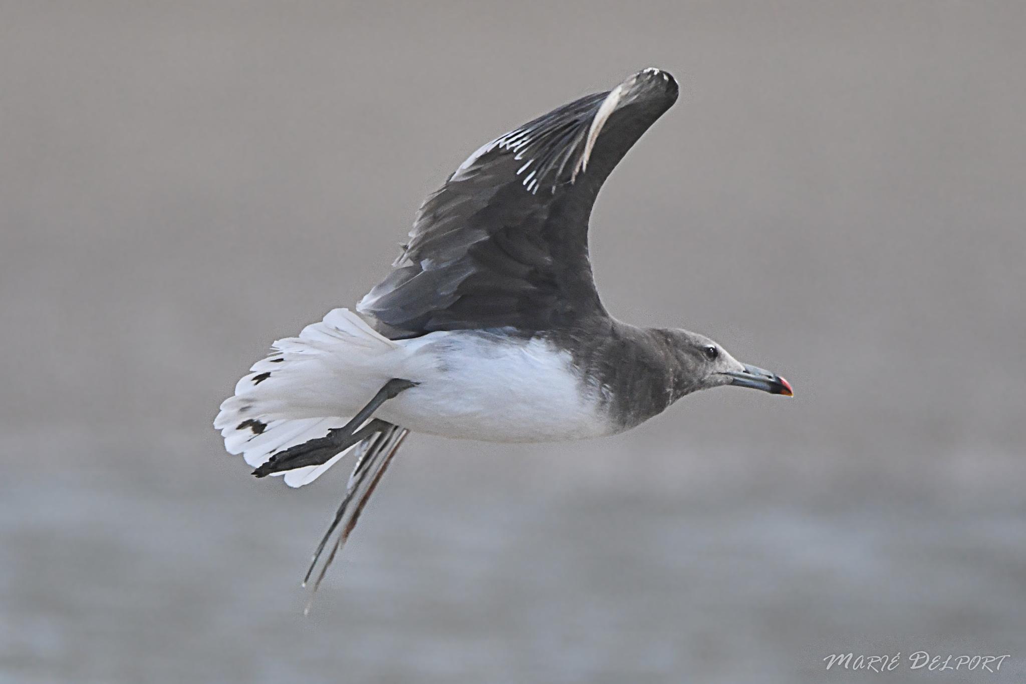 Gaviota Cejiblanca