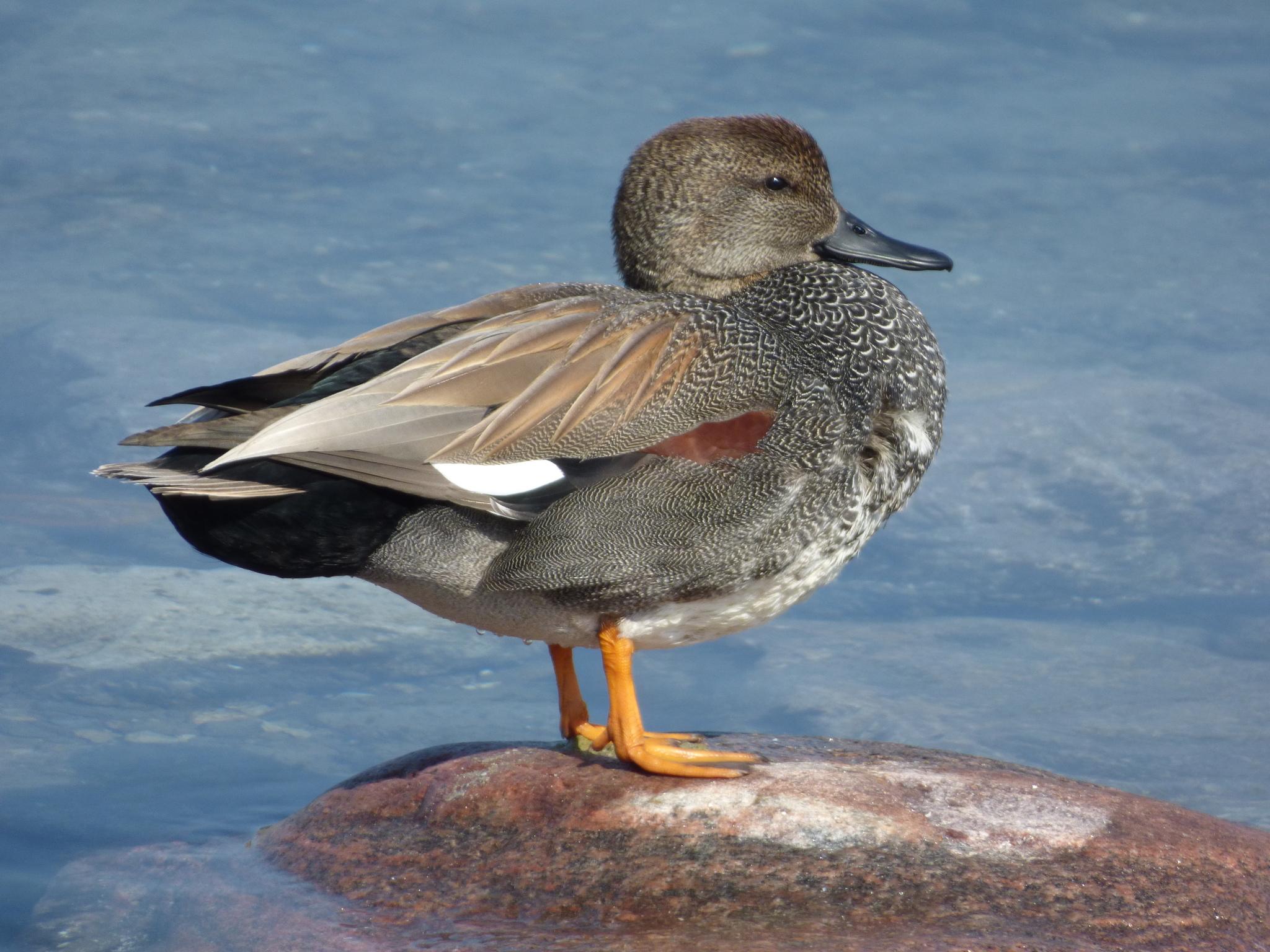 Pato friso