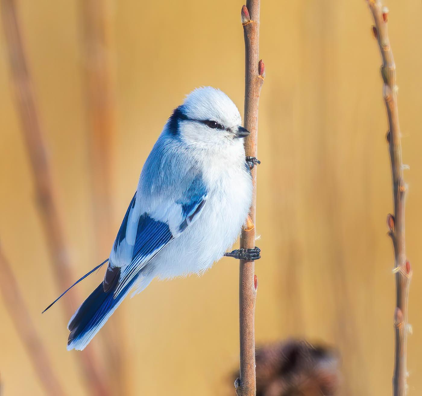 Azure Tit