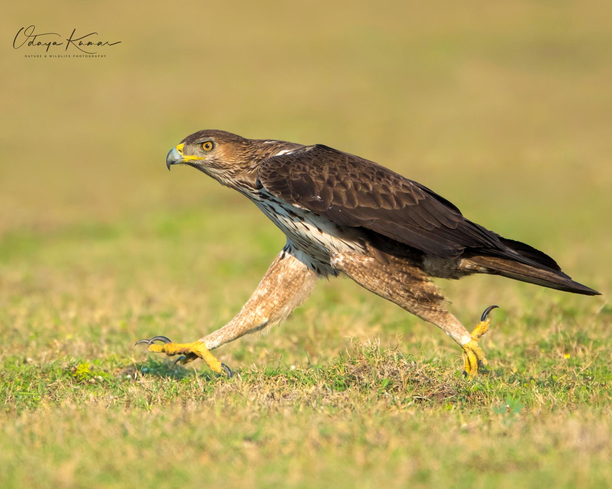 Águila perdicera