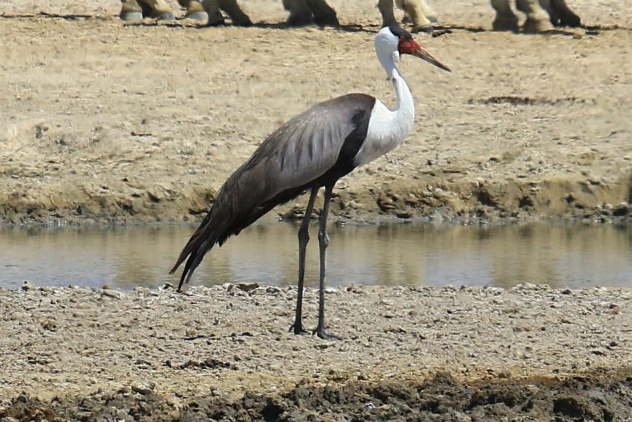 Grulla Carunculada