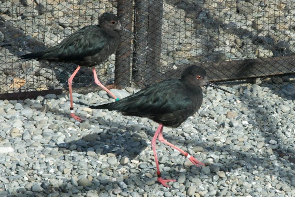 Cigueñuela Negra