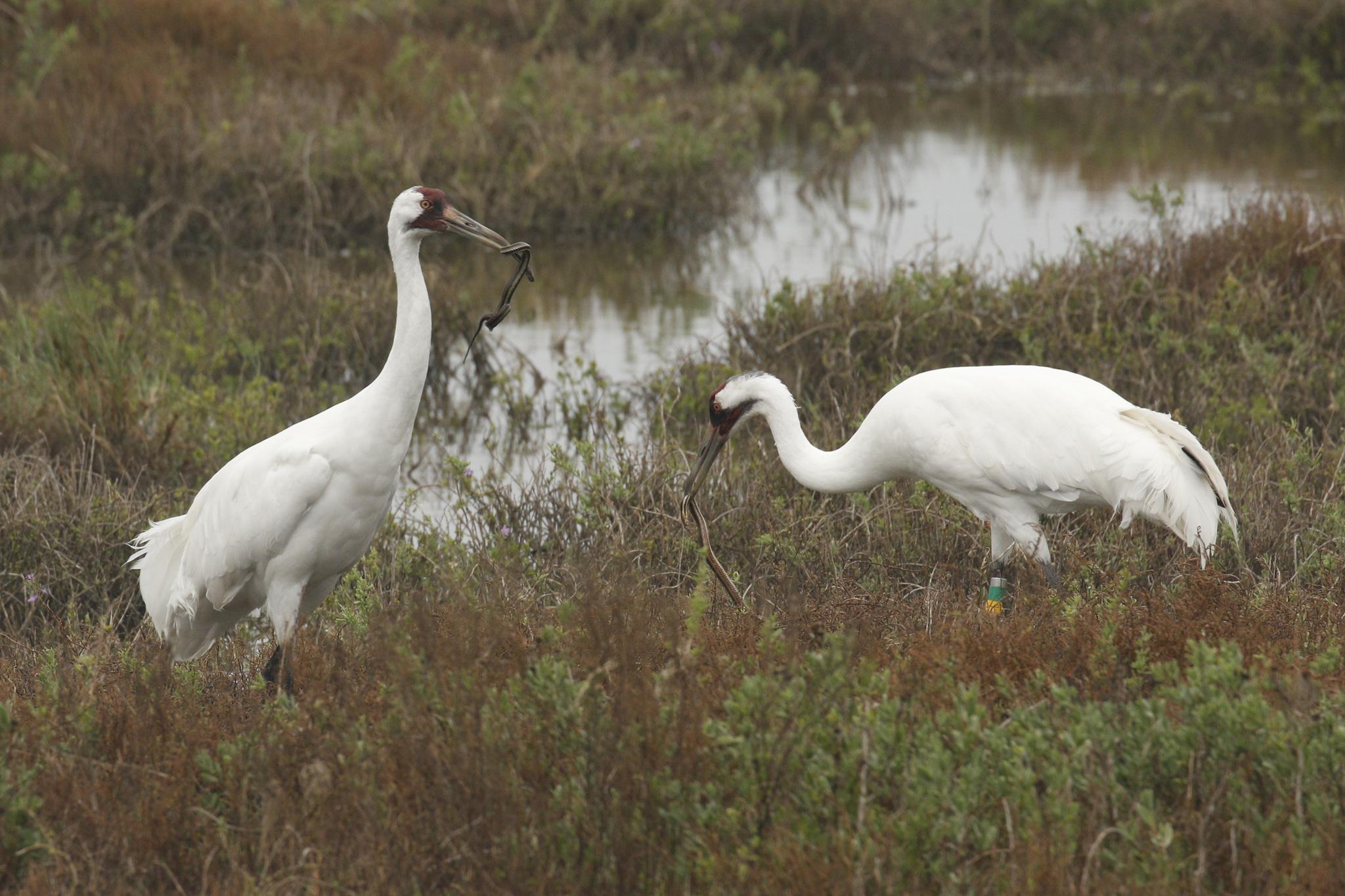 Grulla blanca