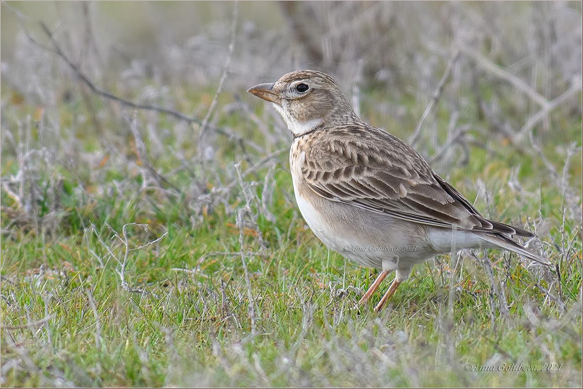 Calandria común