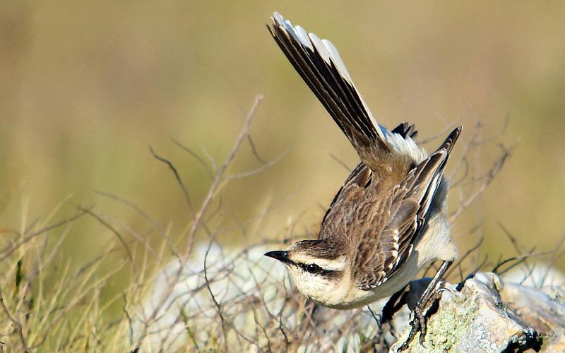 Chalk-browed Mockingbird