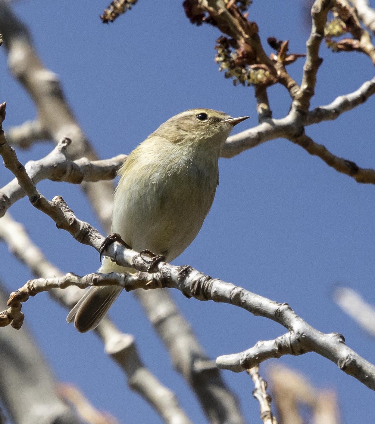 Mosquitero común