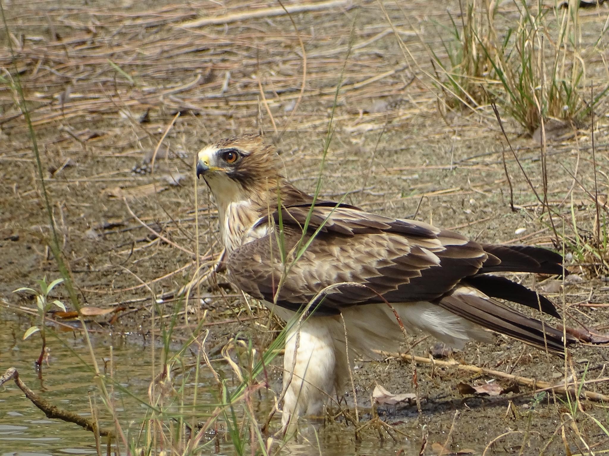Águila Calzada