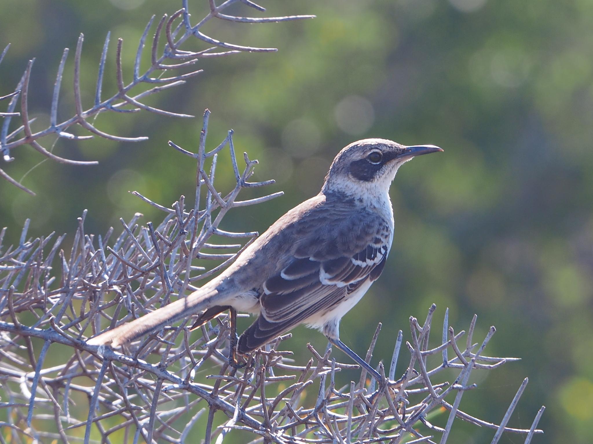 San Cristóbal Mockingbird