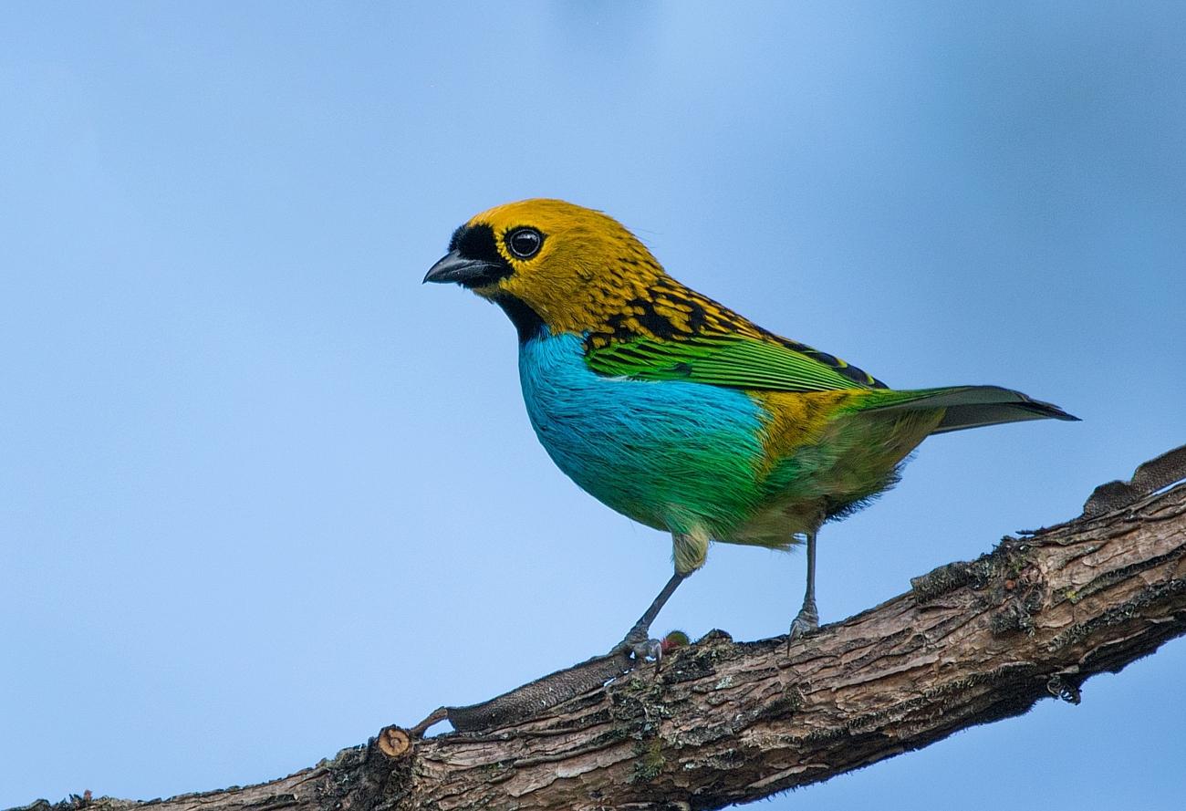 Gilt-edged Tanager