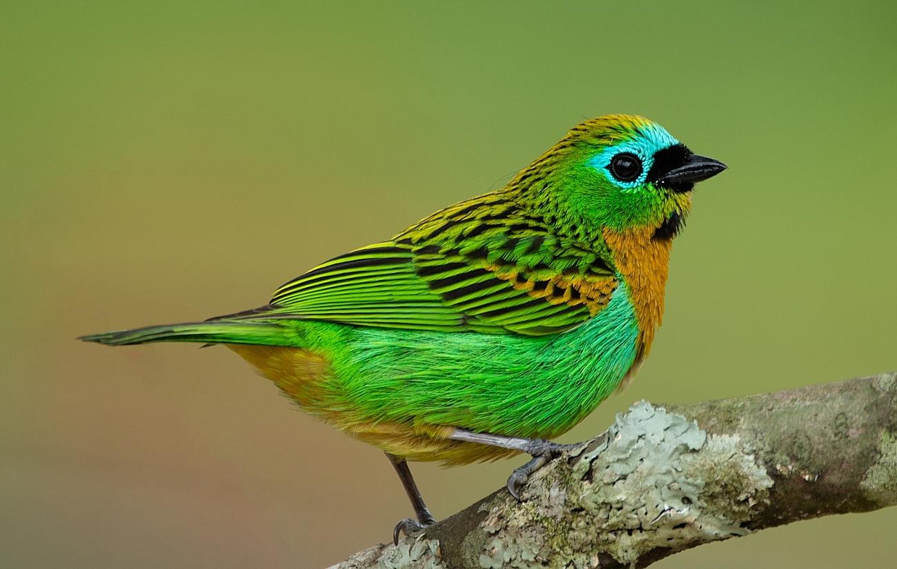 Brassy-breasted Tanager