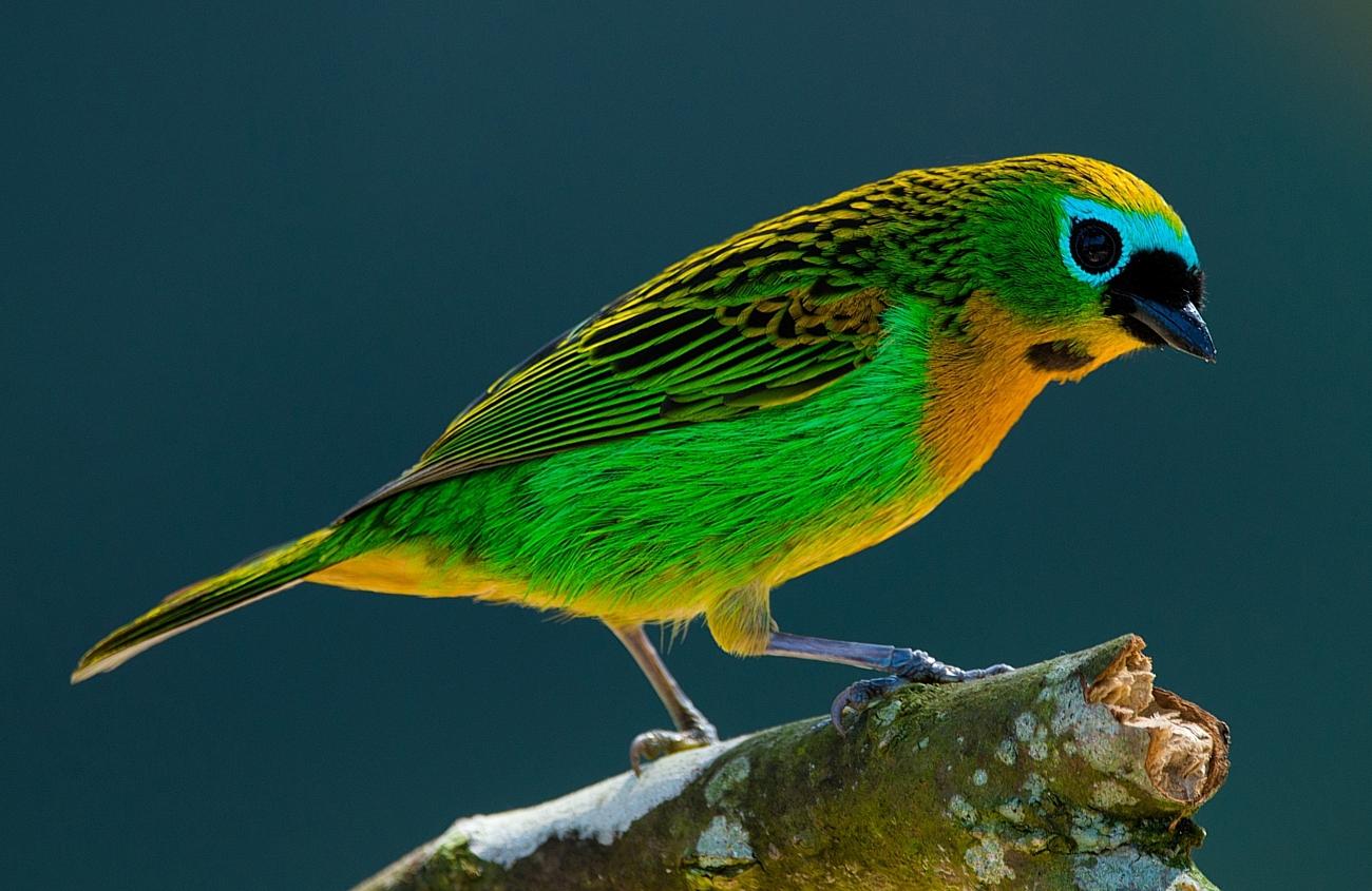 Brassy-breasted Tanager