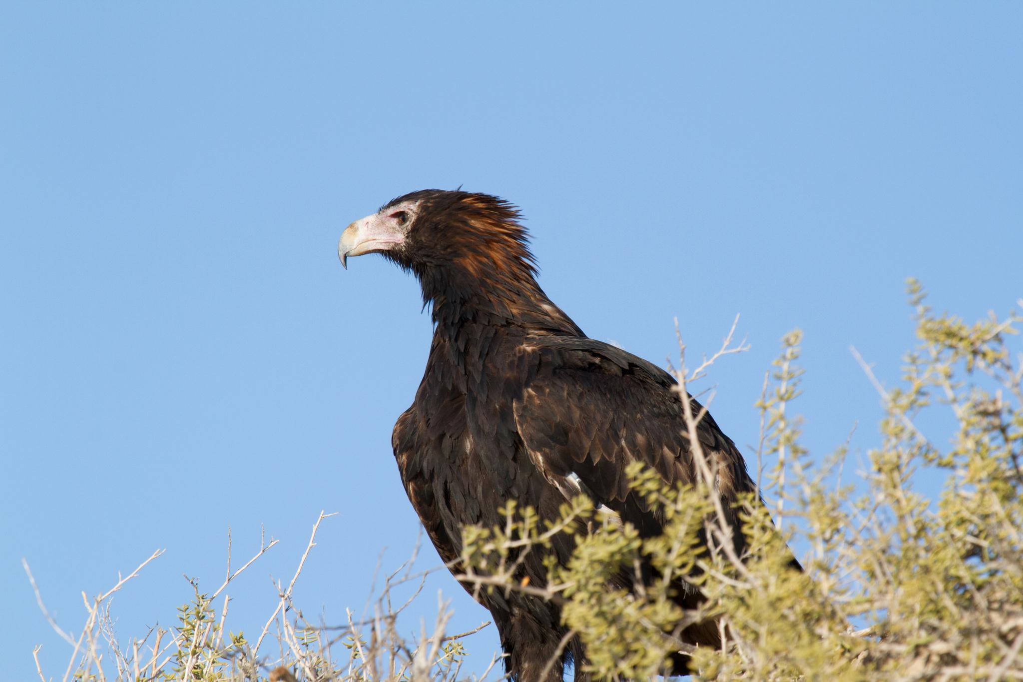 Águila Audaz