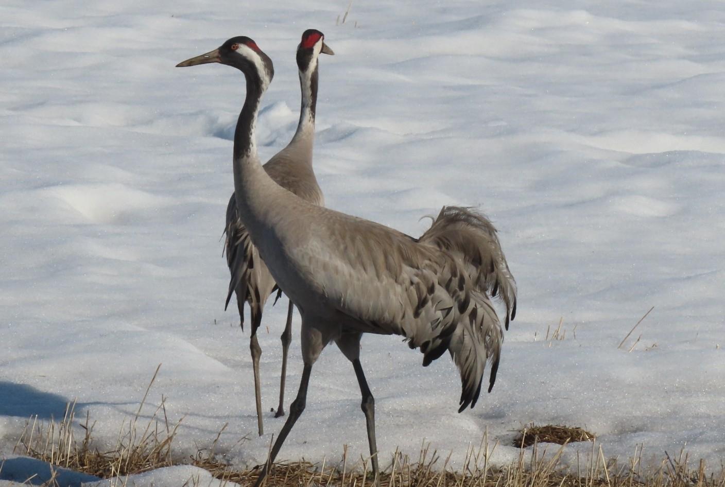 Grulla común