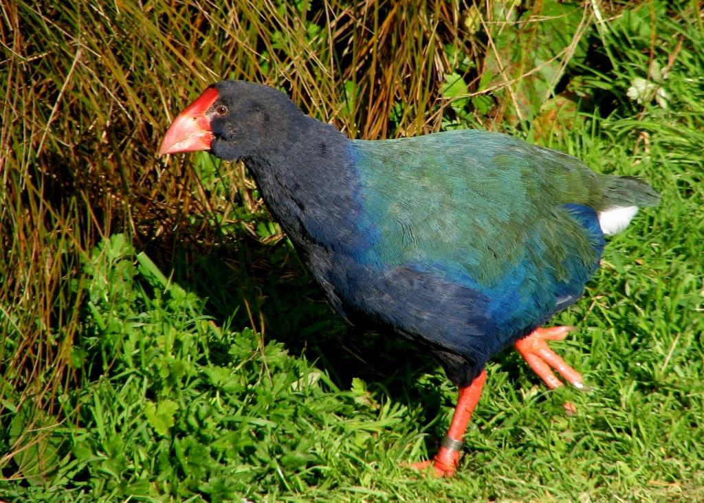 Calamón Takahe