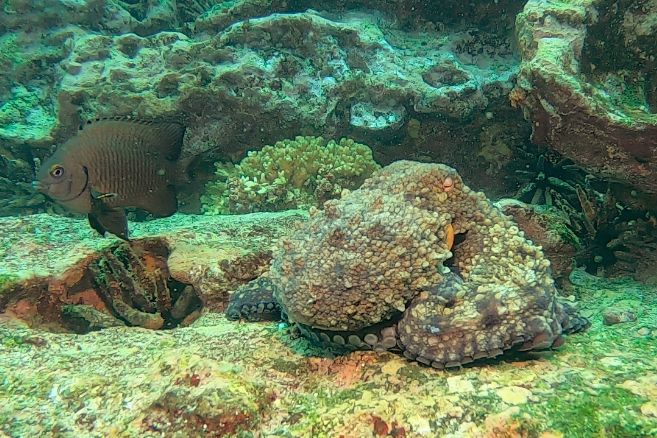 Pulpo de las Galápagos