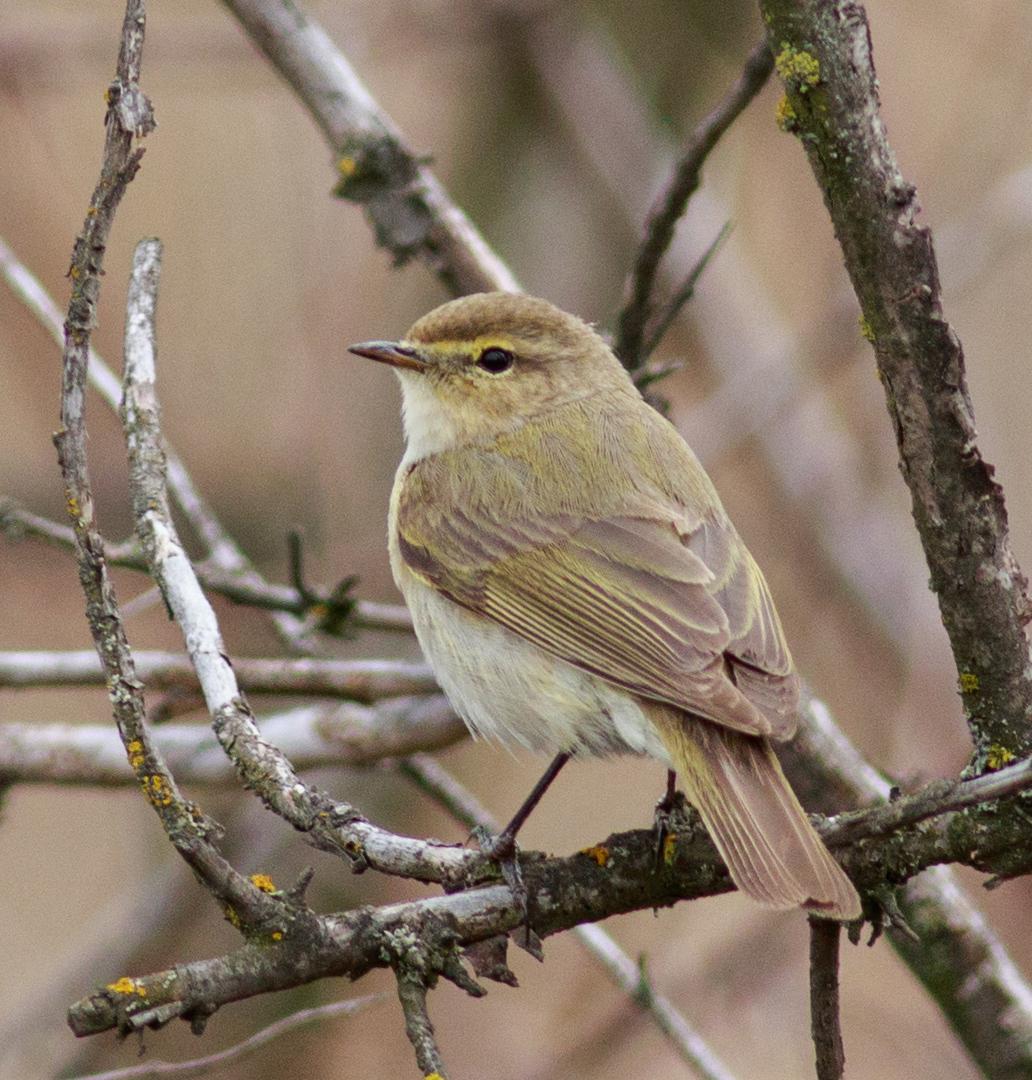 Mosquitero común