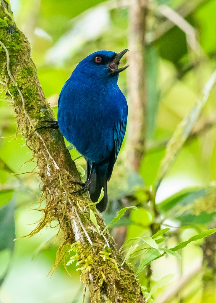 Indigo Flowerpiercer