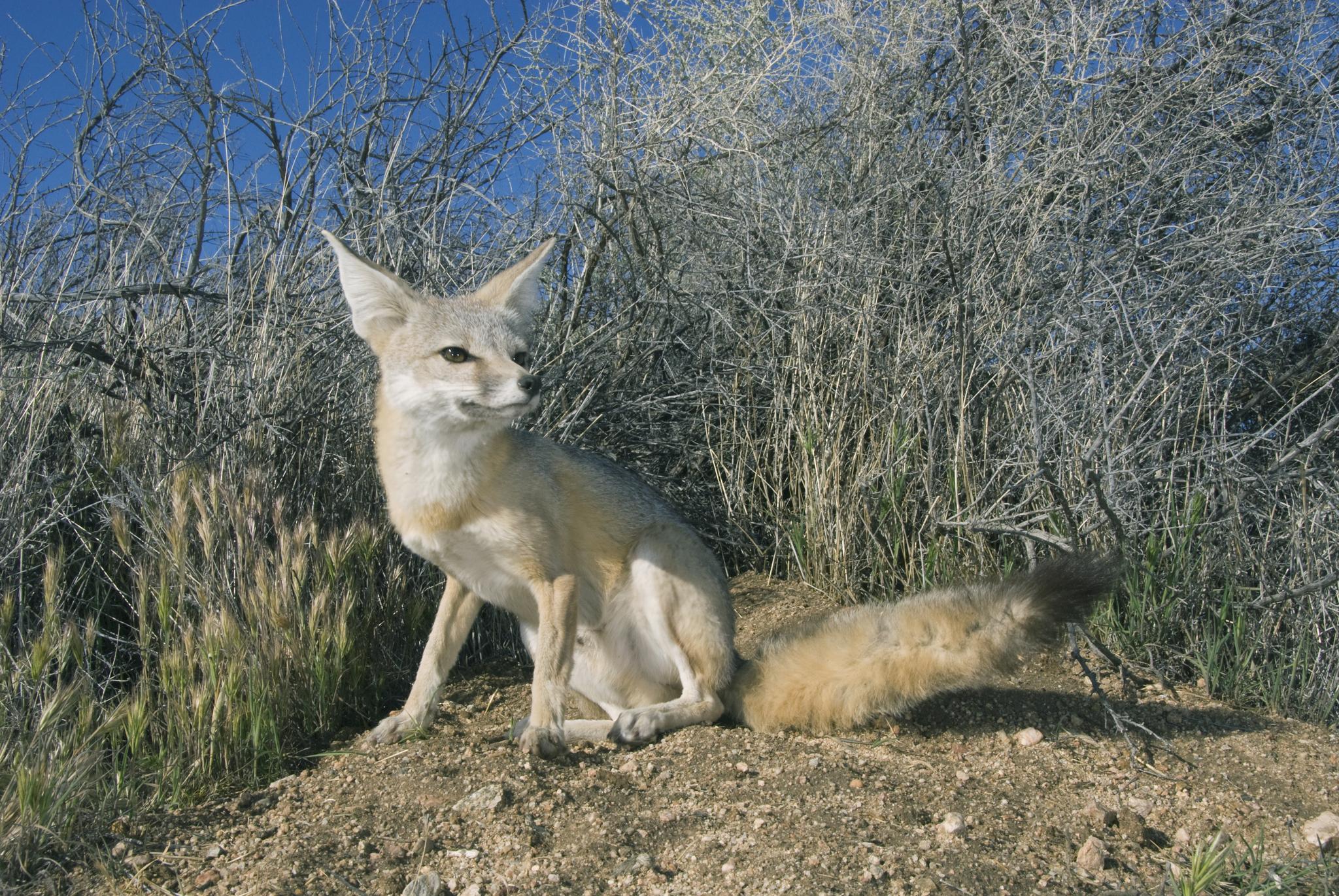 Kit Fox
