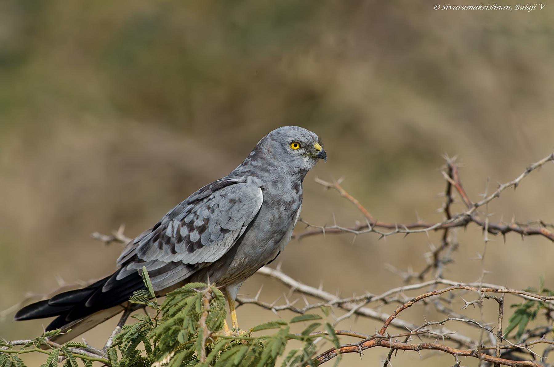 Aguilucho cenizo