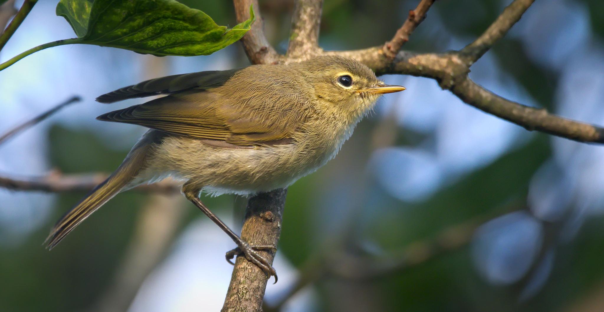 Mosquitero común