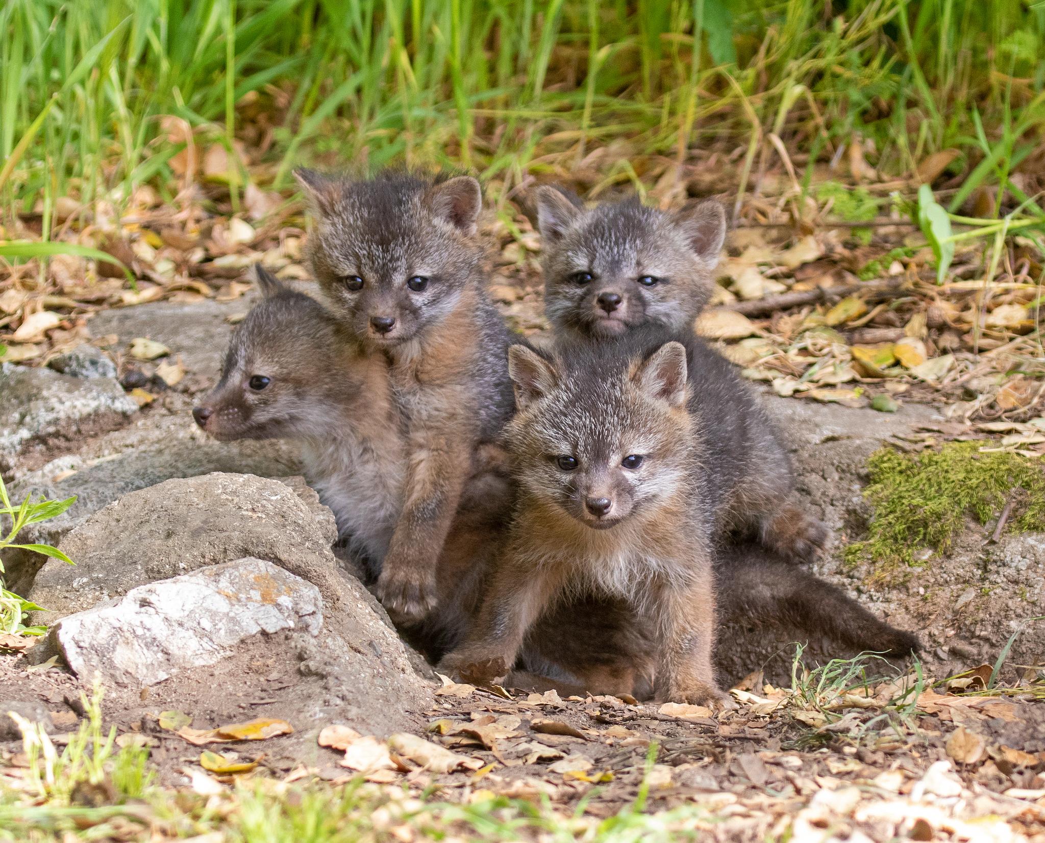 Perros, lobos, chacales y zorros