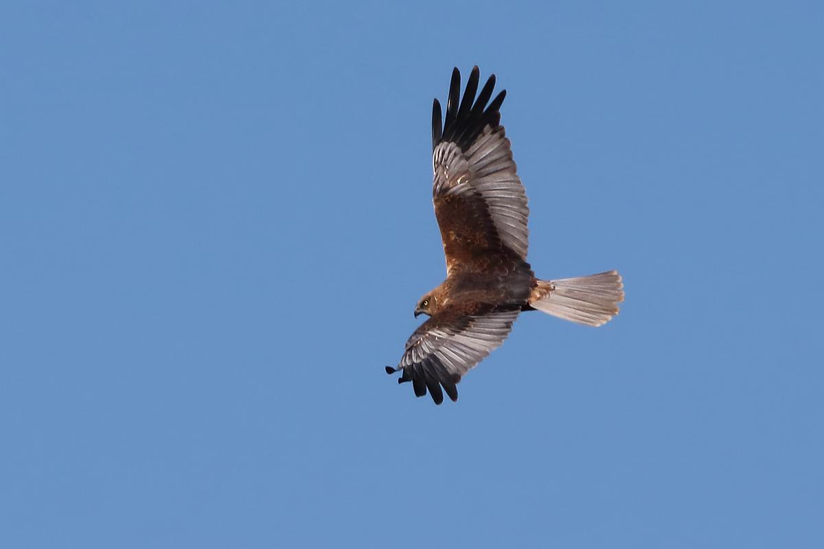 Aguilucho lagunero occidental