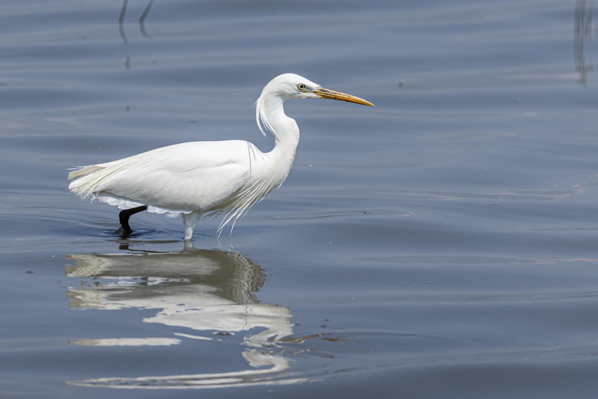 Chinese Egret