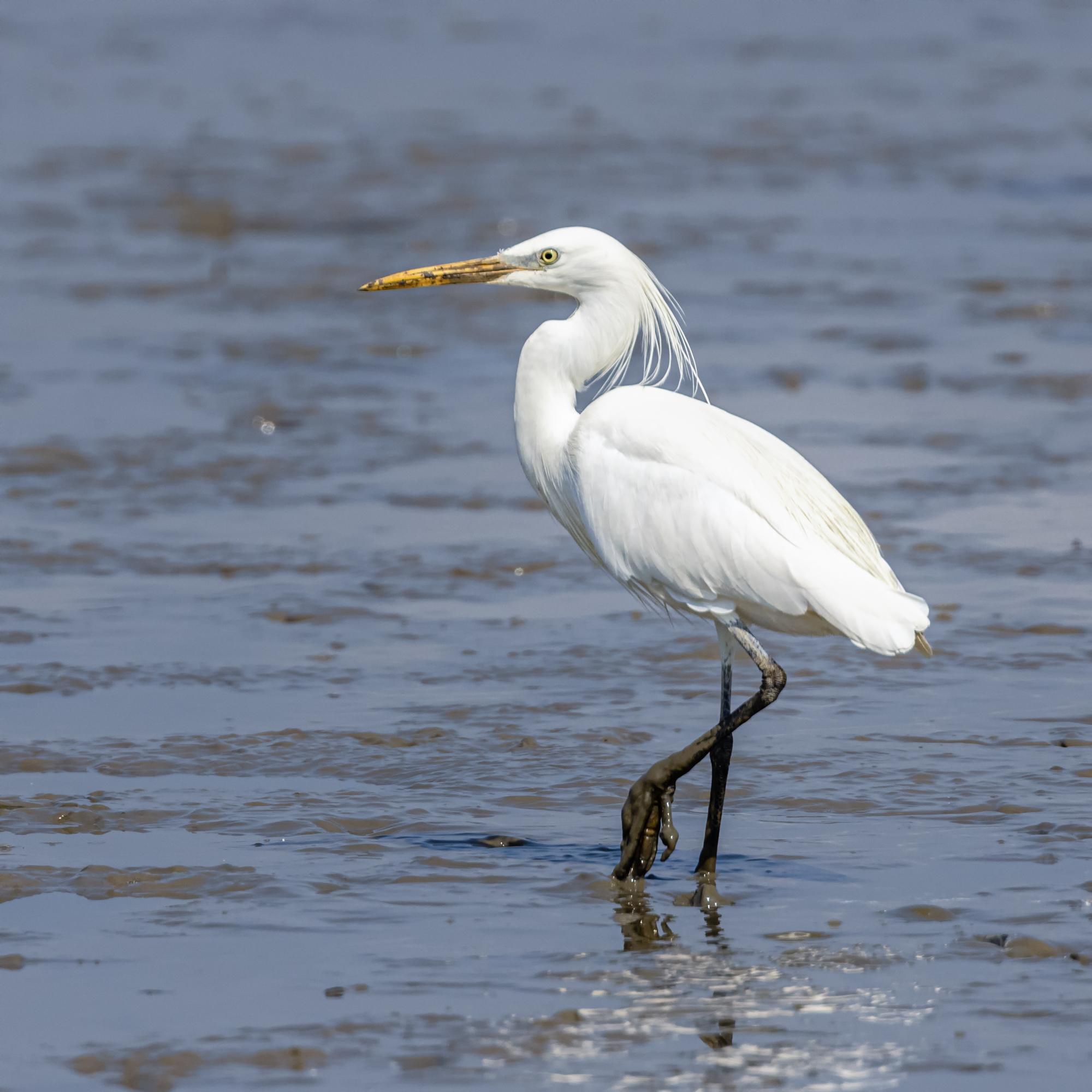 Chinese Egret