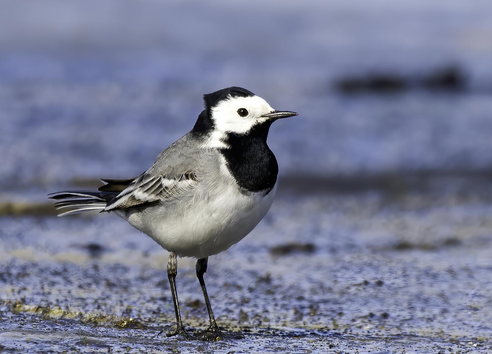 Lavandera blanca