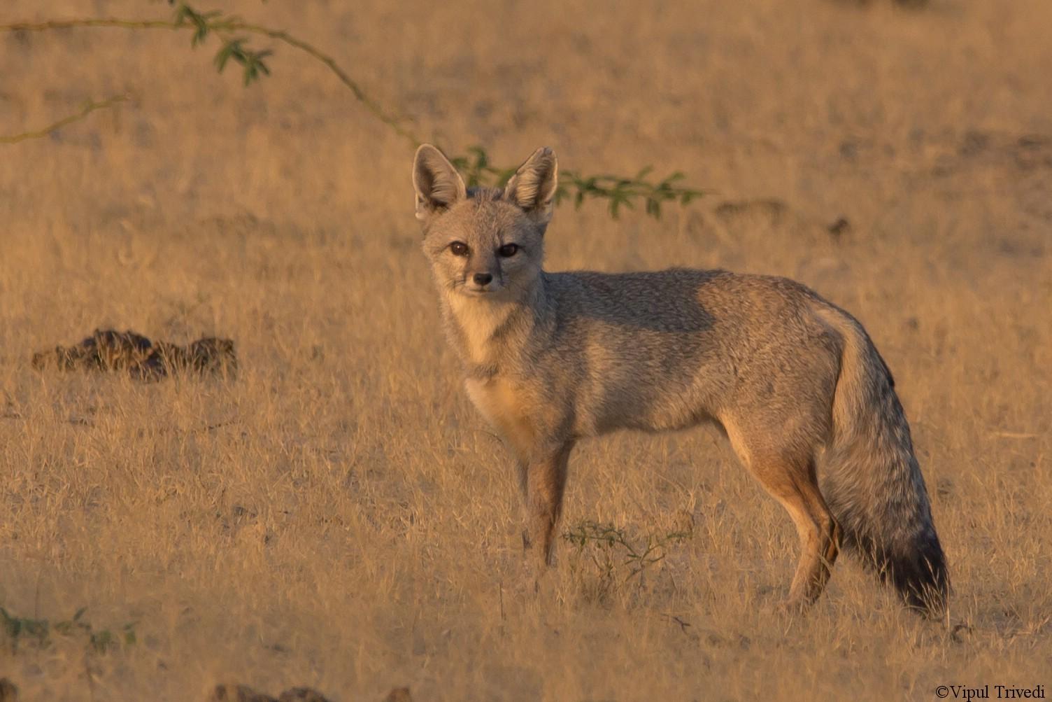 Indian Fox
