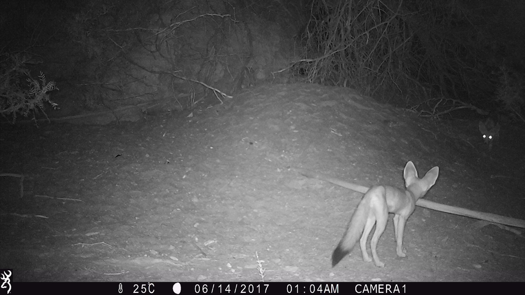 Kit Fox