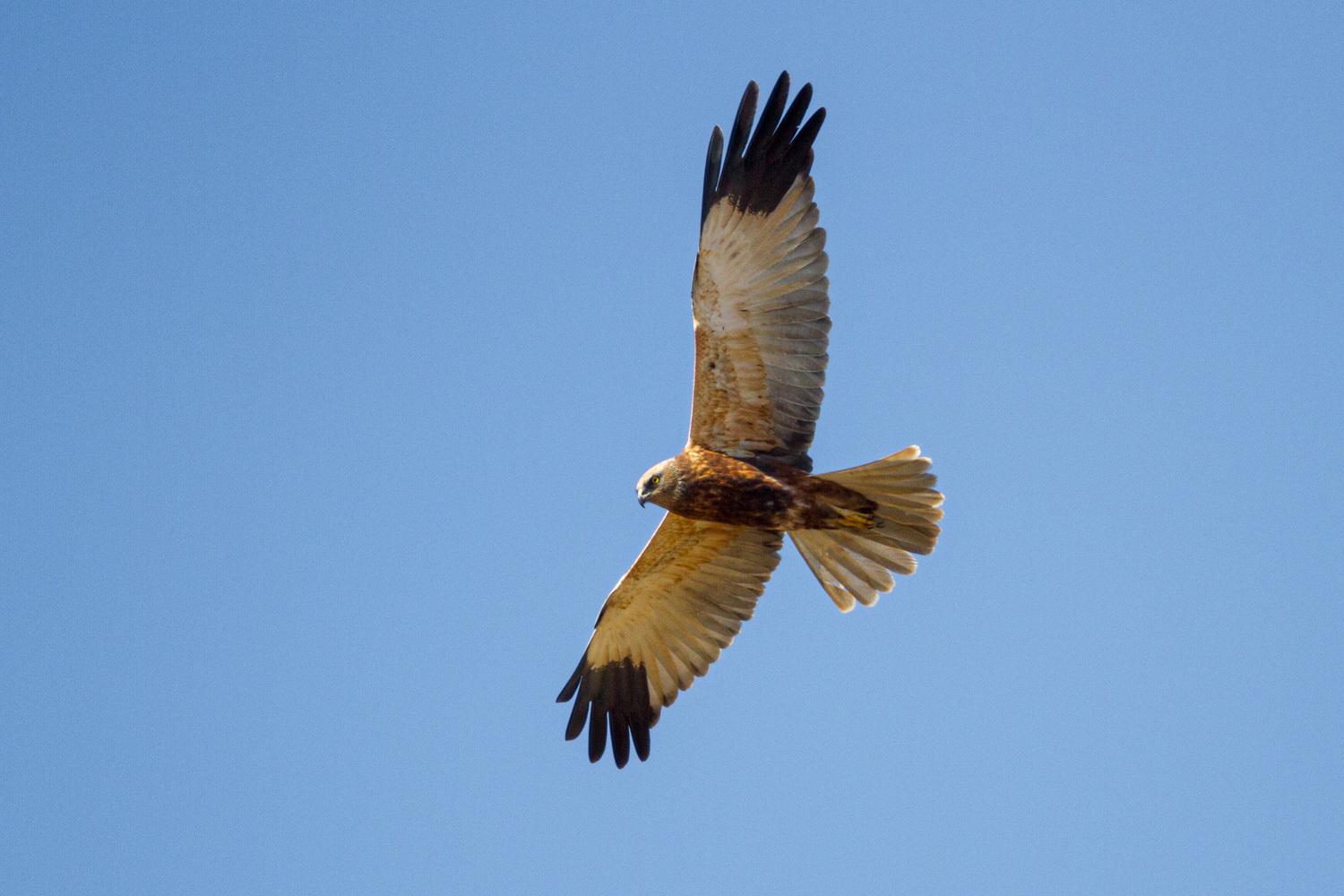 Aguilucho lagunero occidental