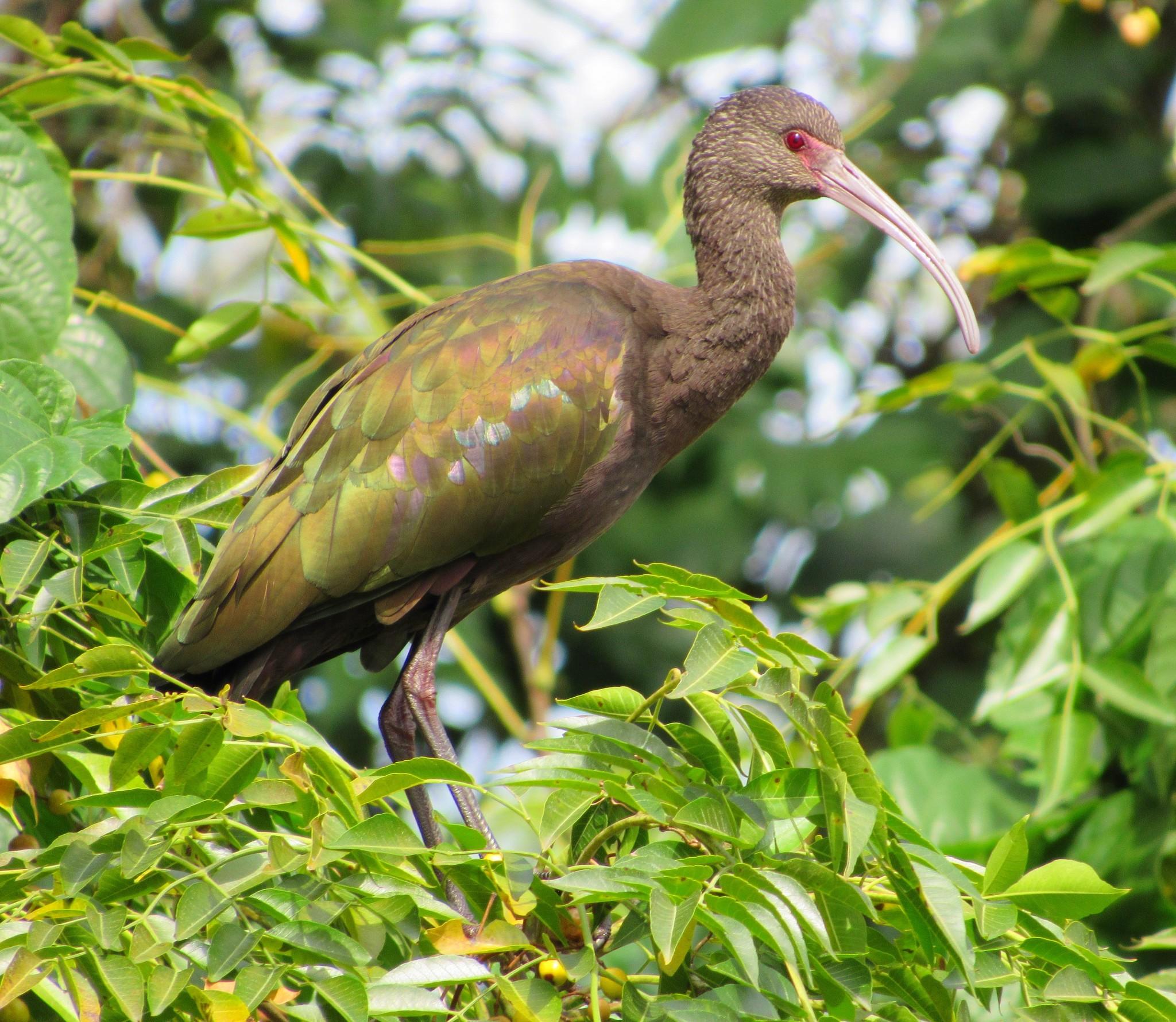 Ibis Ojos Rojos