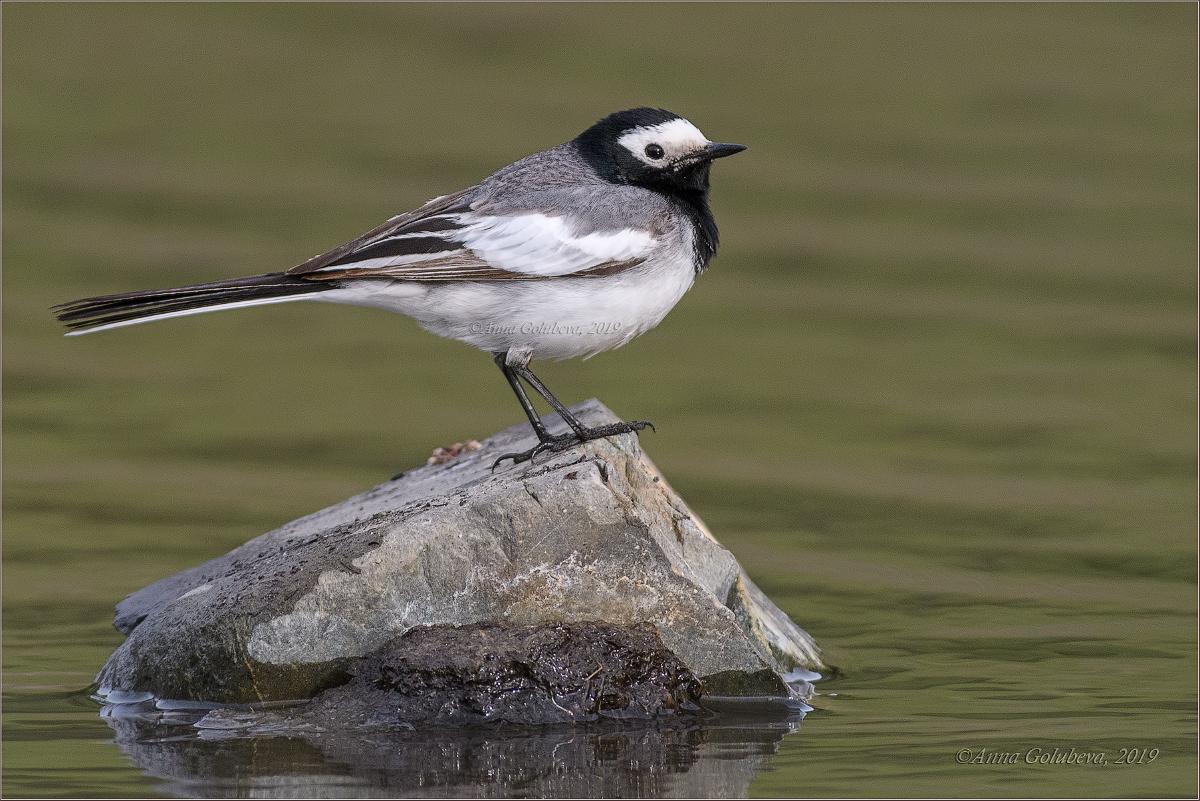 Lavandera blanca