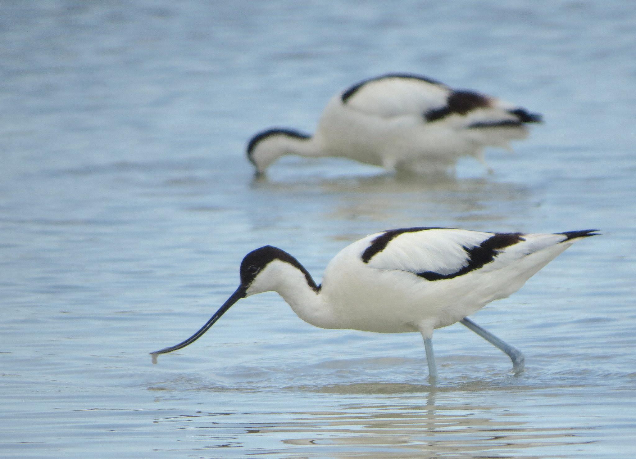 Avoceta Común