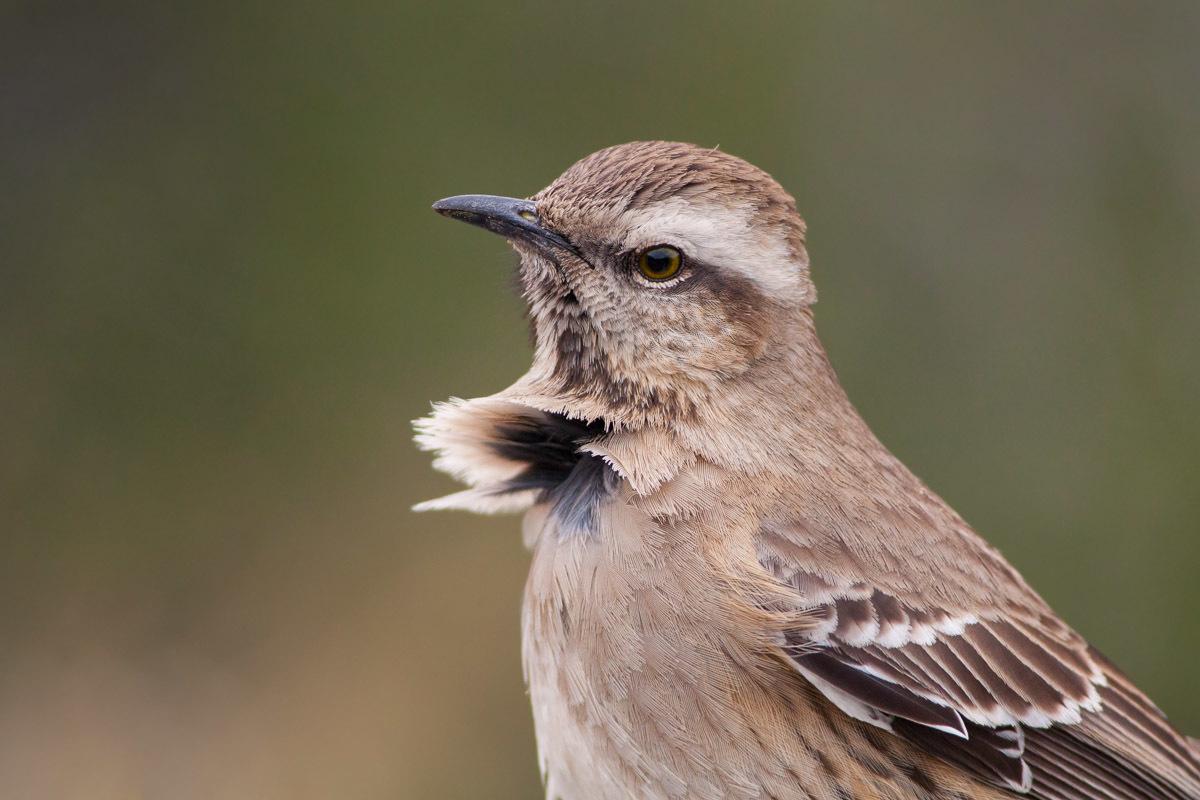 Chilean Mockingbird