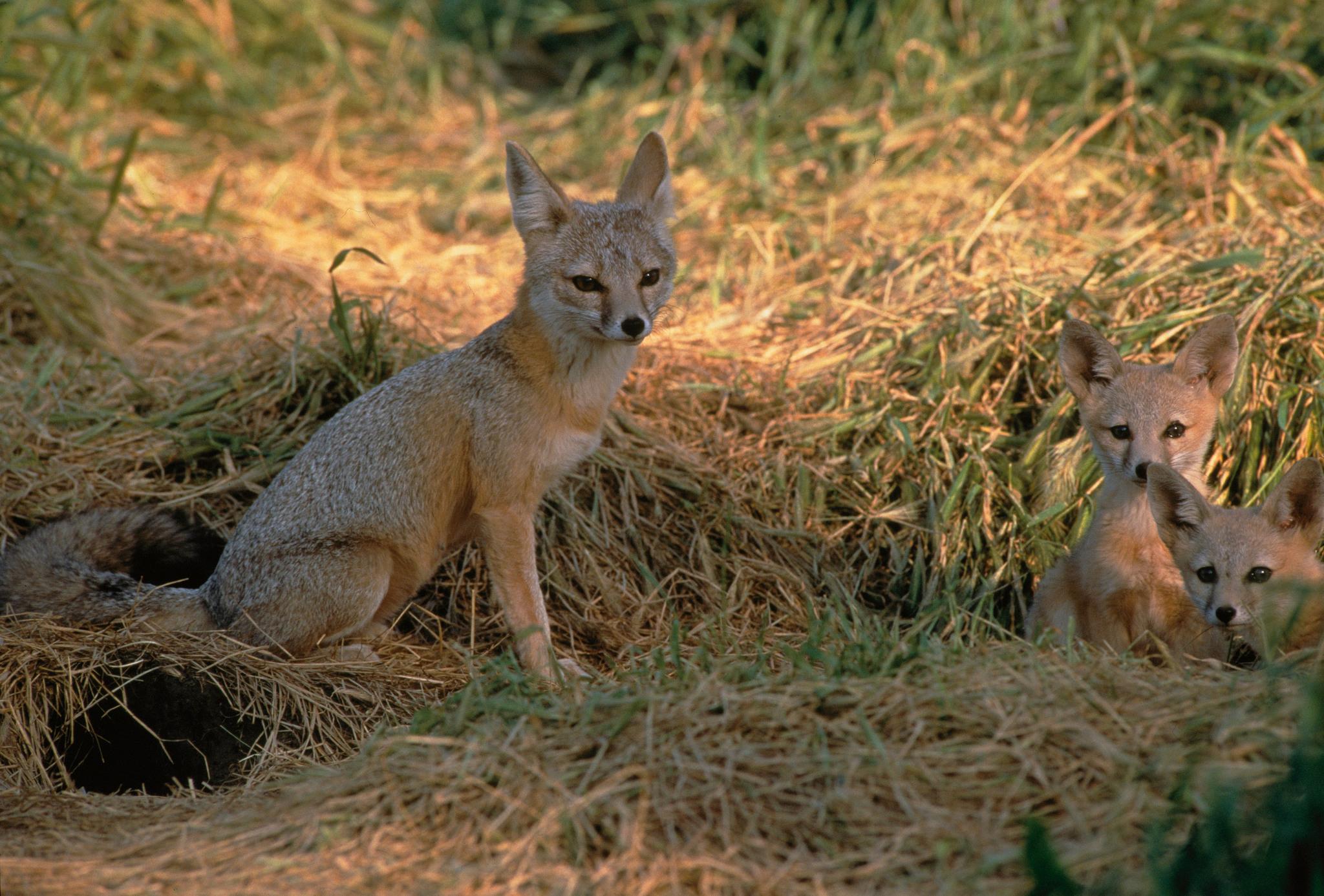 Kit Fox