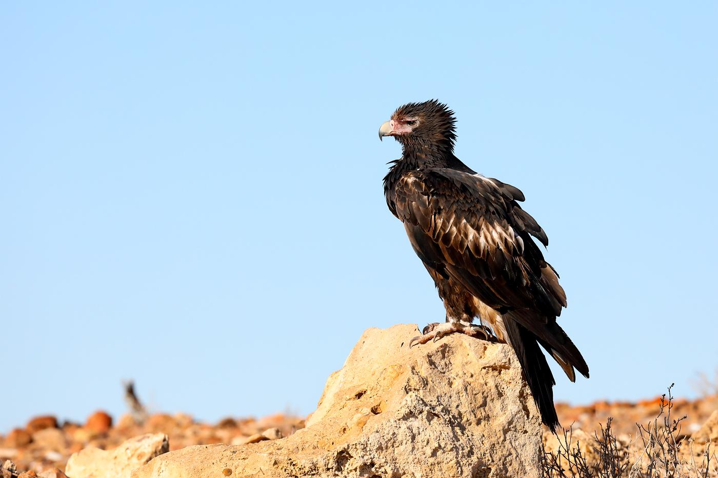 Águila Audaz