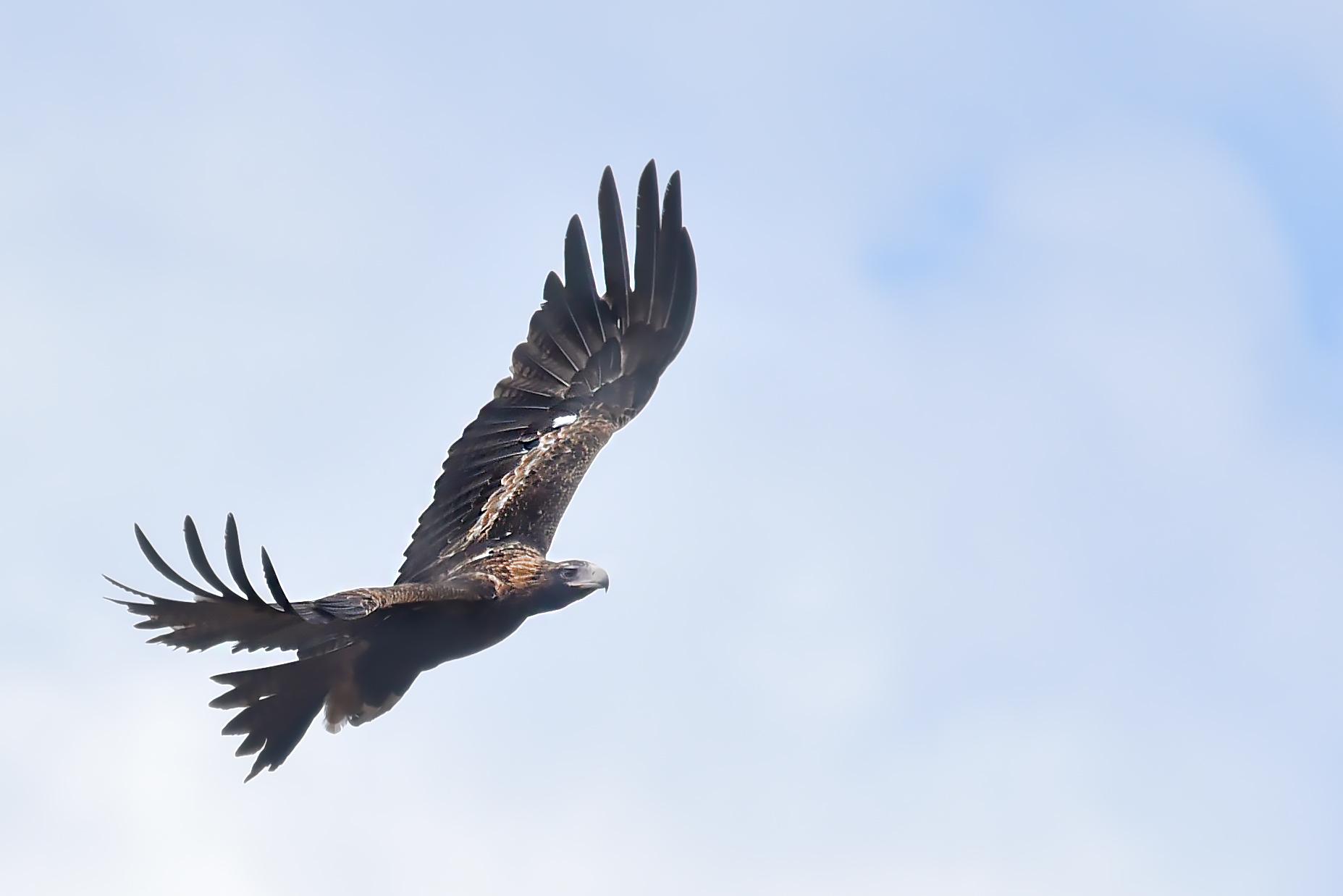 Águila Audaz