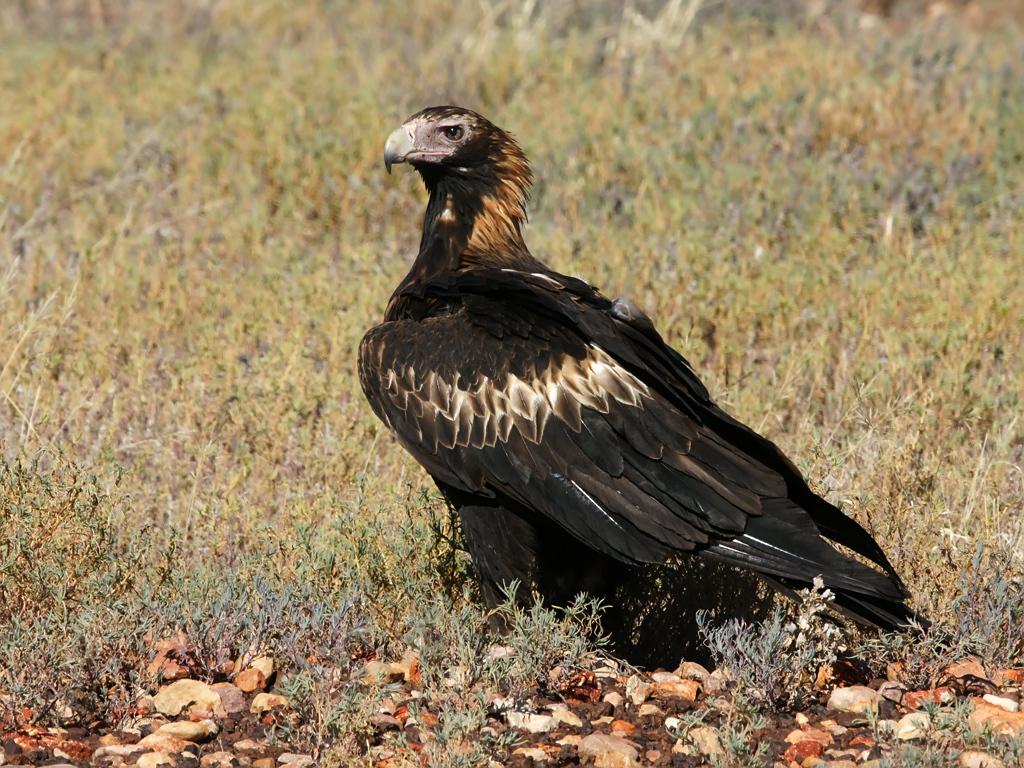 Águila Audaz