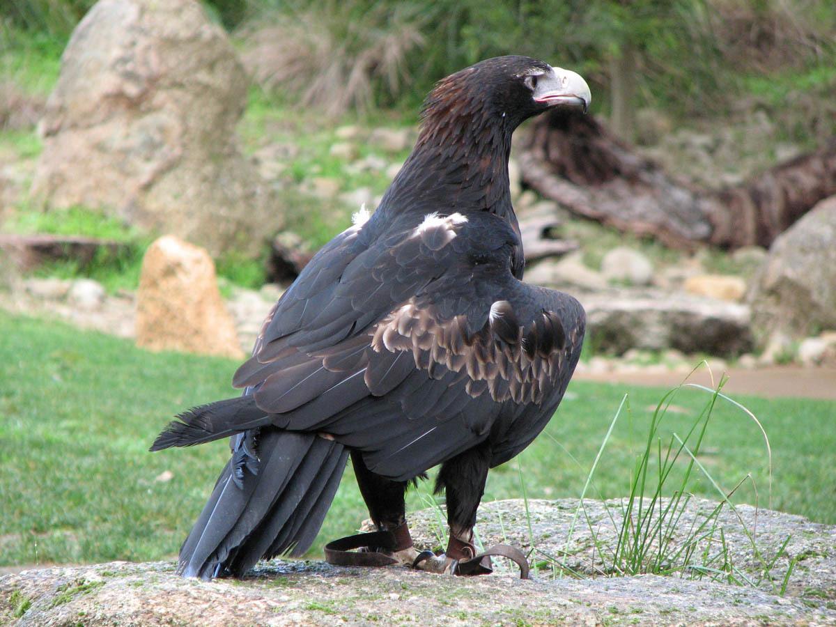 Águila Audaz